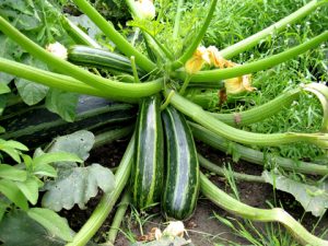 courgette-170045