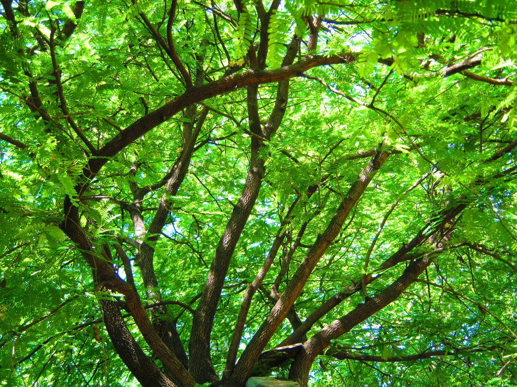 tamarind_tree