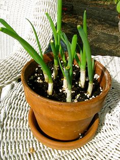 grow onions at home