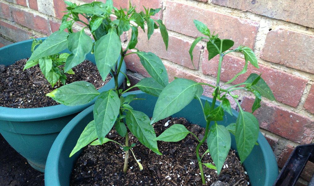 how-to-grow-chillies