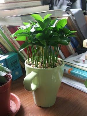 how-to-grow-a-lemon-tree-from-seed-in-a-pot-indoors-9