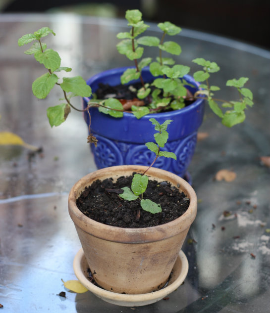 regrowing-mint-from-cuttings