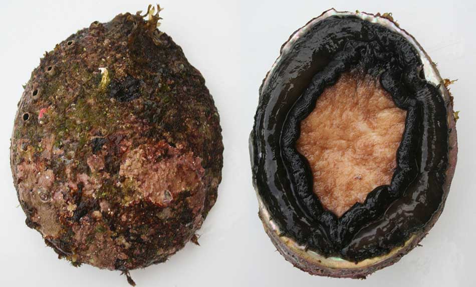brown-lipped-abalone