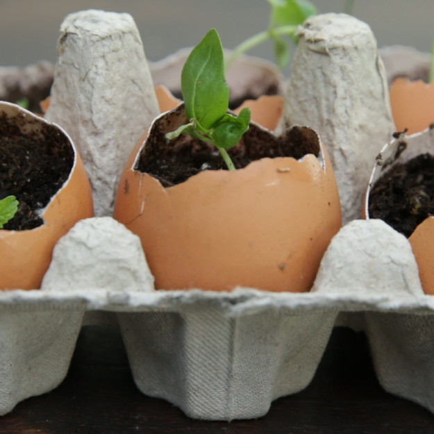 egg-shell-plant