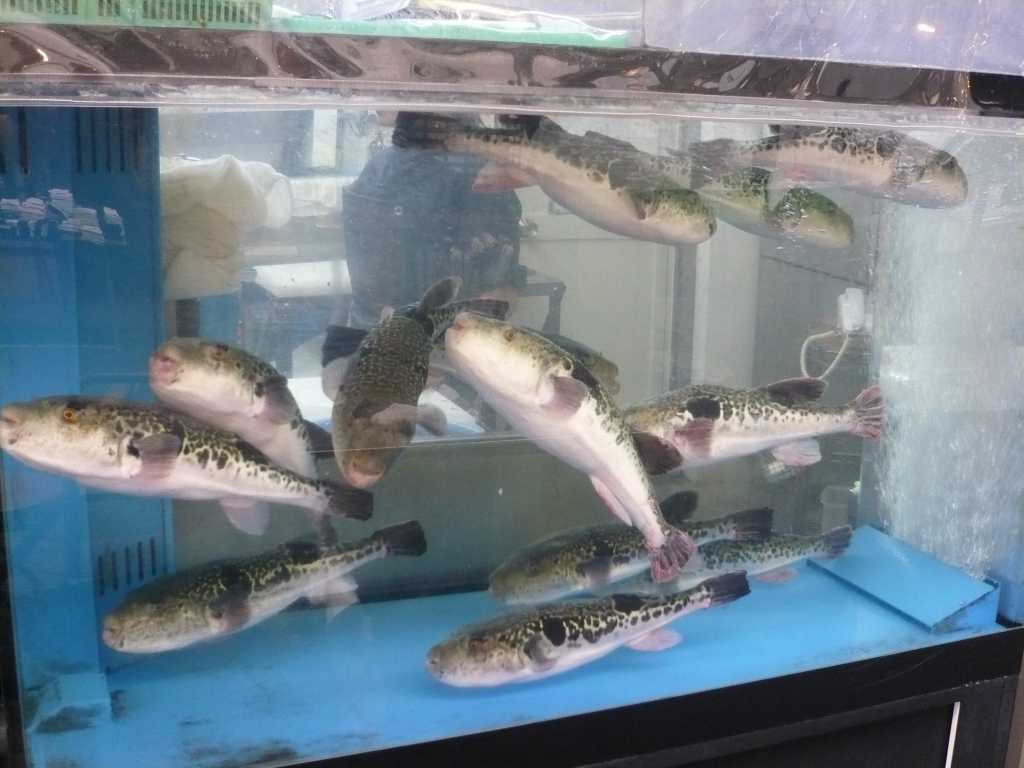 fugufish-in-water