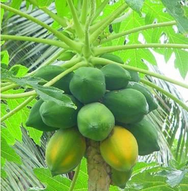 papaya-tree