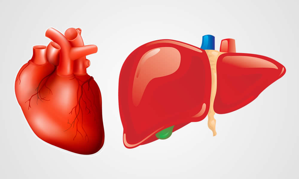 heart-and-liver