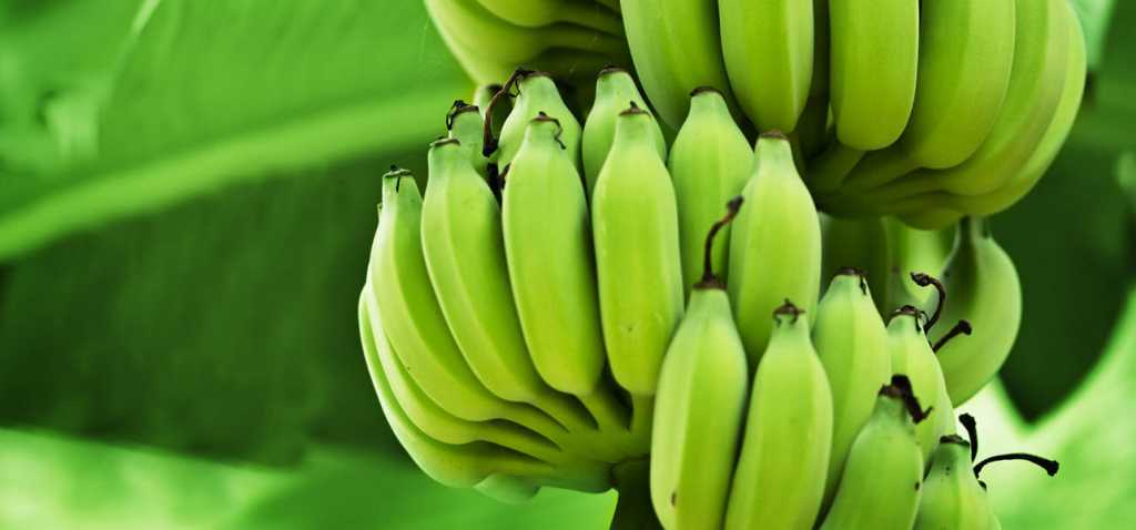 8-Amazing-Benefits-And-Uses-Of-Green-Bananas