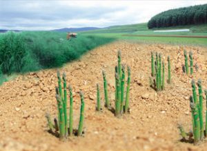 Grow-Asparagus-Planting-Asparagus-Roots-From-White.jpg_350x350