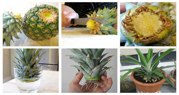 How to grow your own Pineapple