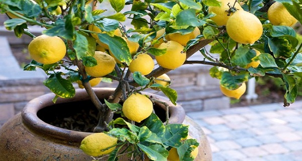 lemon-tree-container-550x364