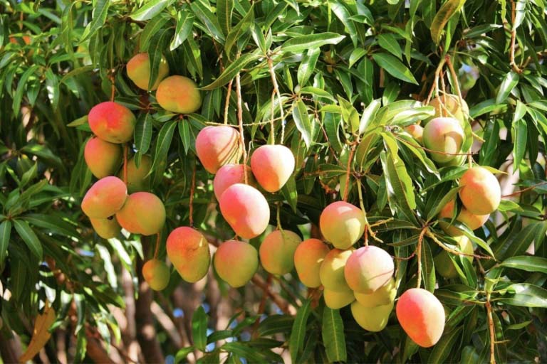 mango-tree