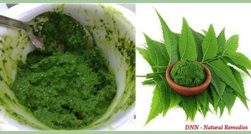 neem-tree-one-of-the-most-beneficial-plants-for-the-human-health-500x267