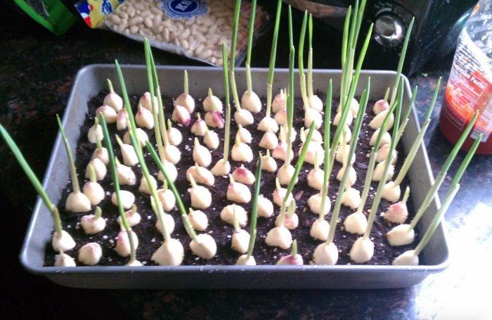 Home Grown Garlic
