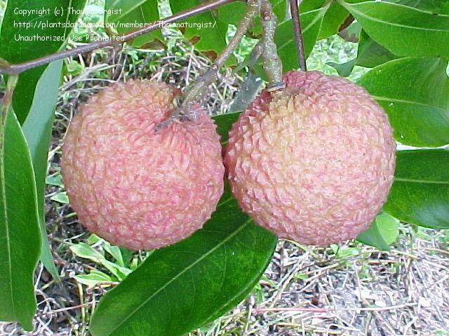 Kwai-Mai-Pink-lychee
