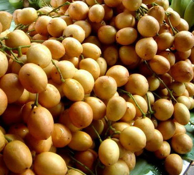 အမည္အမ်ိဳးမ်ိဳးေခၚၾကတဲ့ ကနစိုးသီး (Burmese-Grape /ျမန္မာစပ်စ္သီး) ရဲ့ က်န္းမာေရး ေကာင္းက်ိဳး ဆိုးက်ိဳး တခ်ိဳ႕