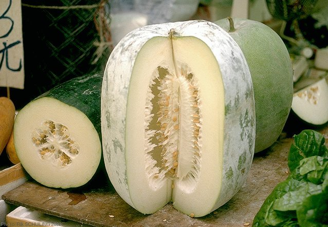 winter-melon