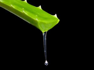 Gel leaking from the leaf cut of Aloe Vera cactus.Isolated on a black background.