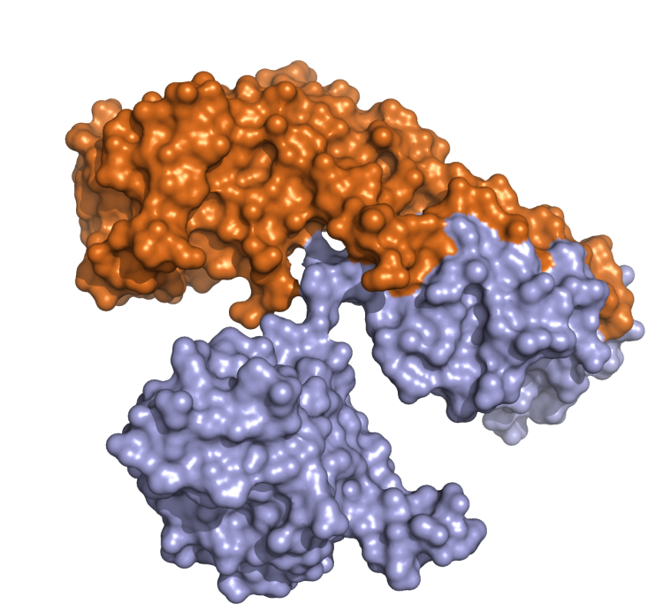 Diphtheria_toxin_1DDT-750x692
