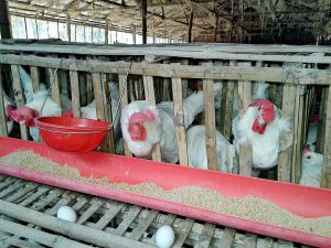 A_poultry_farm_in_Ranhat