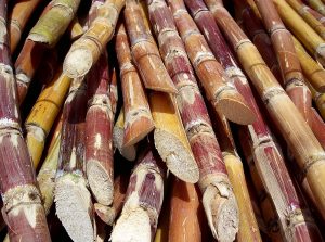 Cut_sugarcane