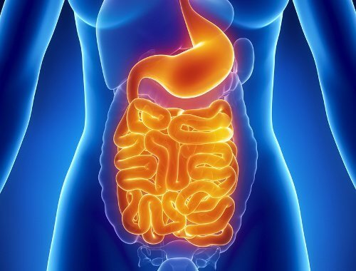 Digestive-system-intestinal-flora
