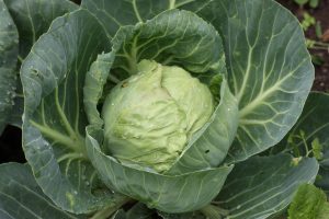 Kohl White Cabbage Food Cabbage Vegetables
